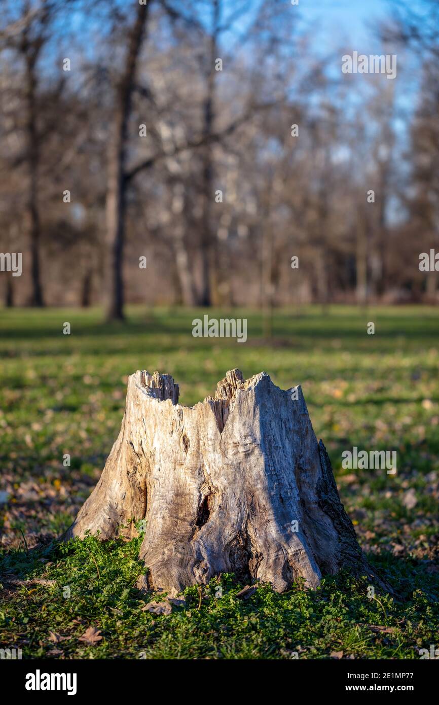 Vecchio ceppo di albero intemperie che marcisce nella foresta. Foto Stock Vecchio ceppo di albero intemperie che marcisce nella foresta. Foto Stock