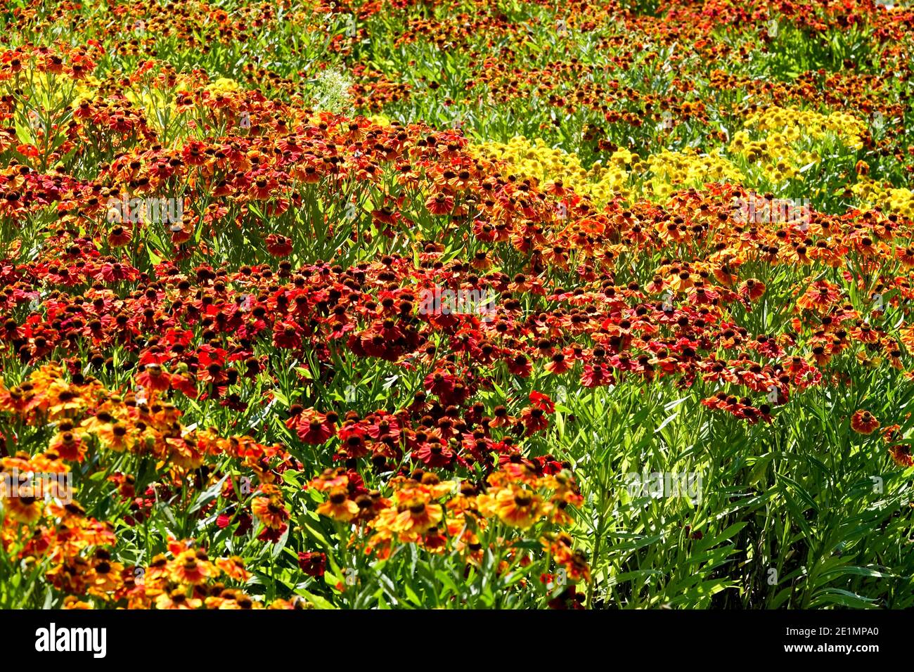 Colorato erbaceo perenne fiore letto giardino misto Helieniums fiori Foto Stock