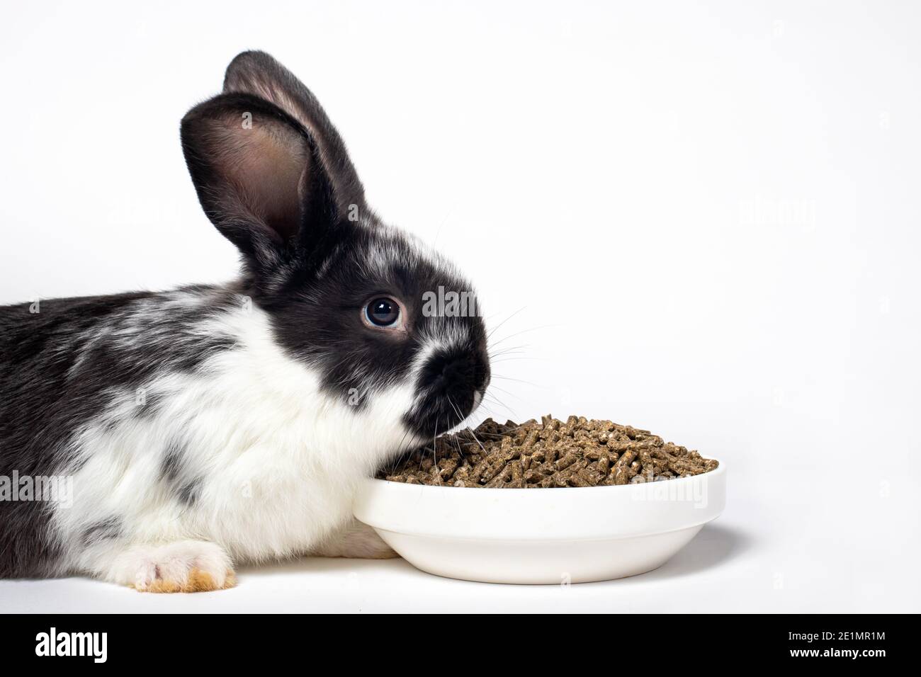 Un coniglio nero si siede vicino ad una piastra di alimentazione composta.  Un alimento equilibrato di dieta per il coniglio. Su uno sfondo bianco con  una posizione per lo spazio di copia