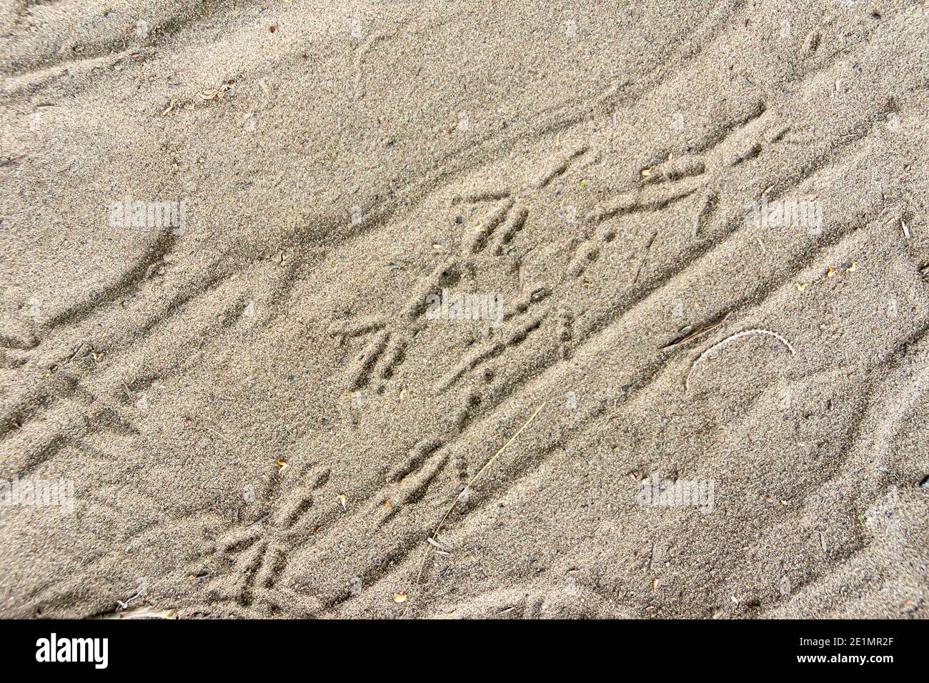 tracce di uccelli freschi su sabbia asciutta che copre la strada, fuoco selettivo Foto Stock