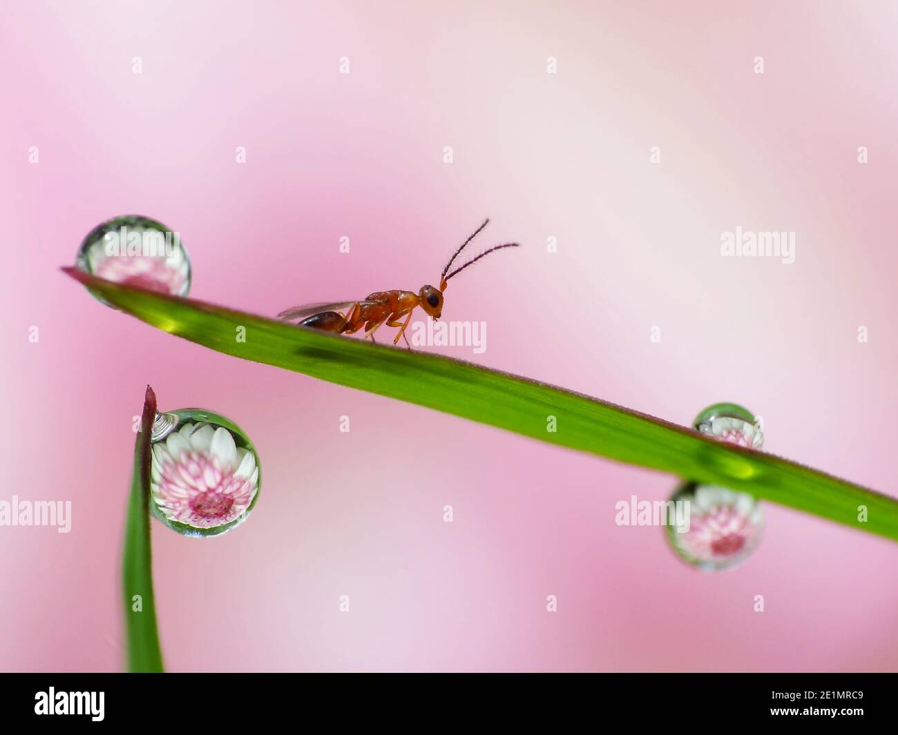 Riflesso del fiore all'interno gocce di rugiada Foto Stock