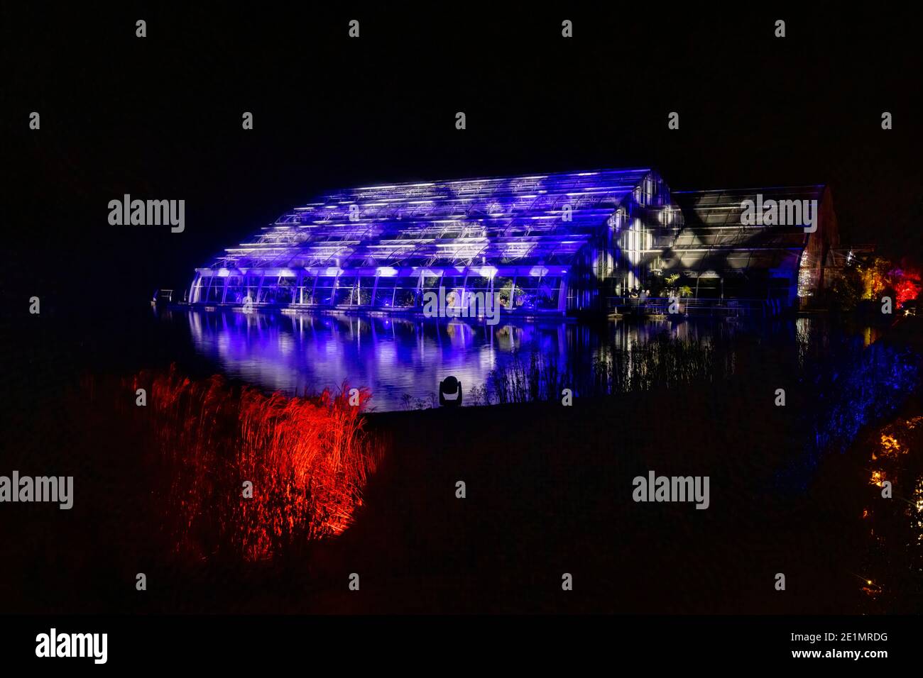 Luci colorate illuminano la Glasshouse di notte a Glow 2020, l'evento annuale di luci di Natale al RHS Garden, Wisley, Woking, Surrey Foto Stock