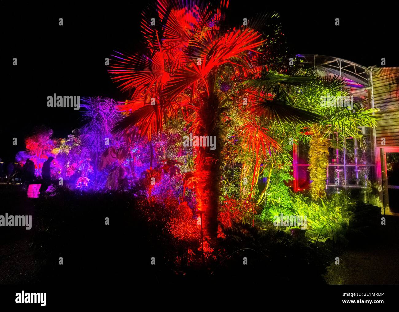 Luci colorate illuminano le palme di notte al Glow 2020, l'evento annuale di luci natalizie al RHS Garden, Wisley, Woking, Surrey Foto Stock