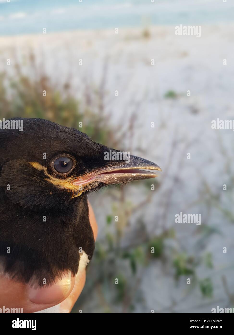 Magpie pulcino portait. L'uomo tiene in mano, ma la mano è quasi invisibile. Foto Stock