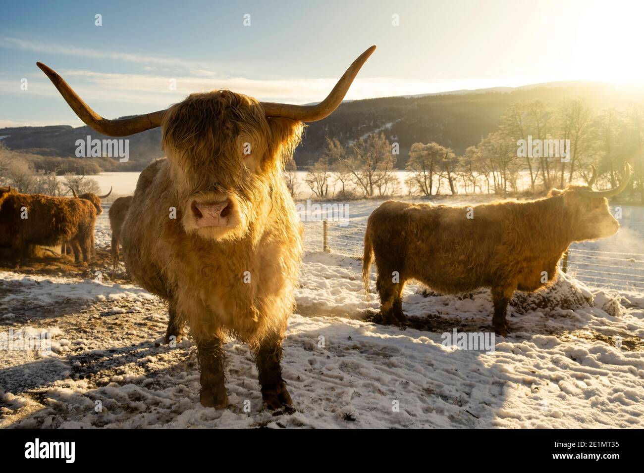Un sentito parlare di mucche delle Highland in un campo innevato da un Loch Meiklie congelato nelle Highlands della Scozia. Foto Stock