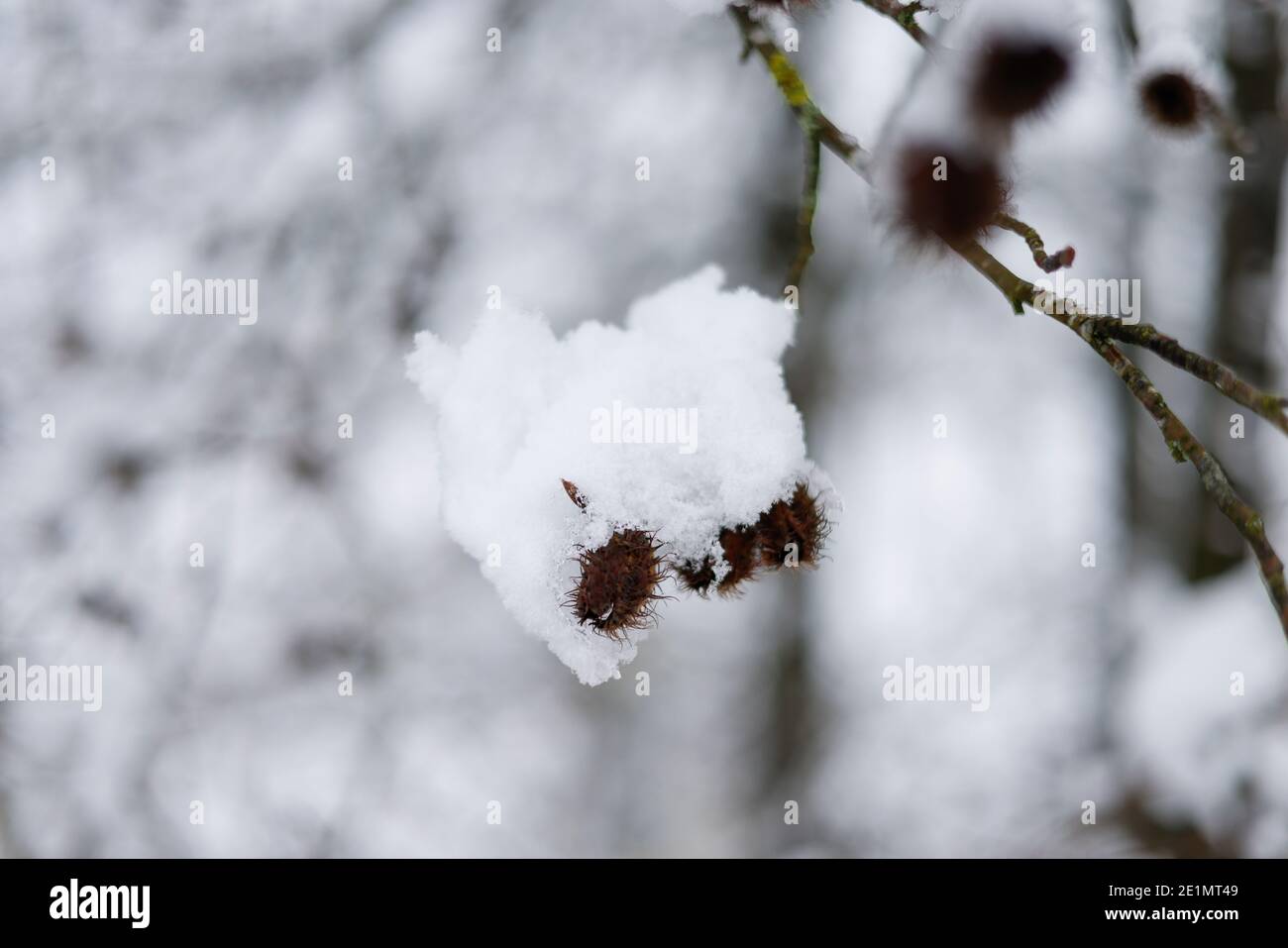 Eifel, Prüm, 02.01.21: Feature Winterlandschaft in der Eifel. Foto Stock