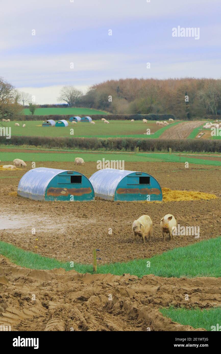 Allevamento di suini in campo agricolo nel Devon UK Foto Stock