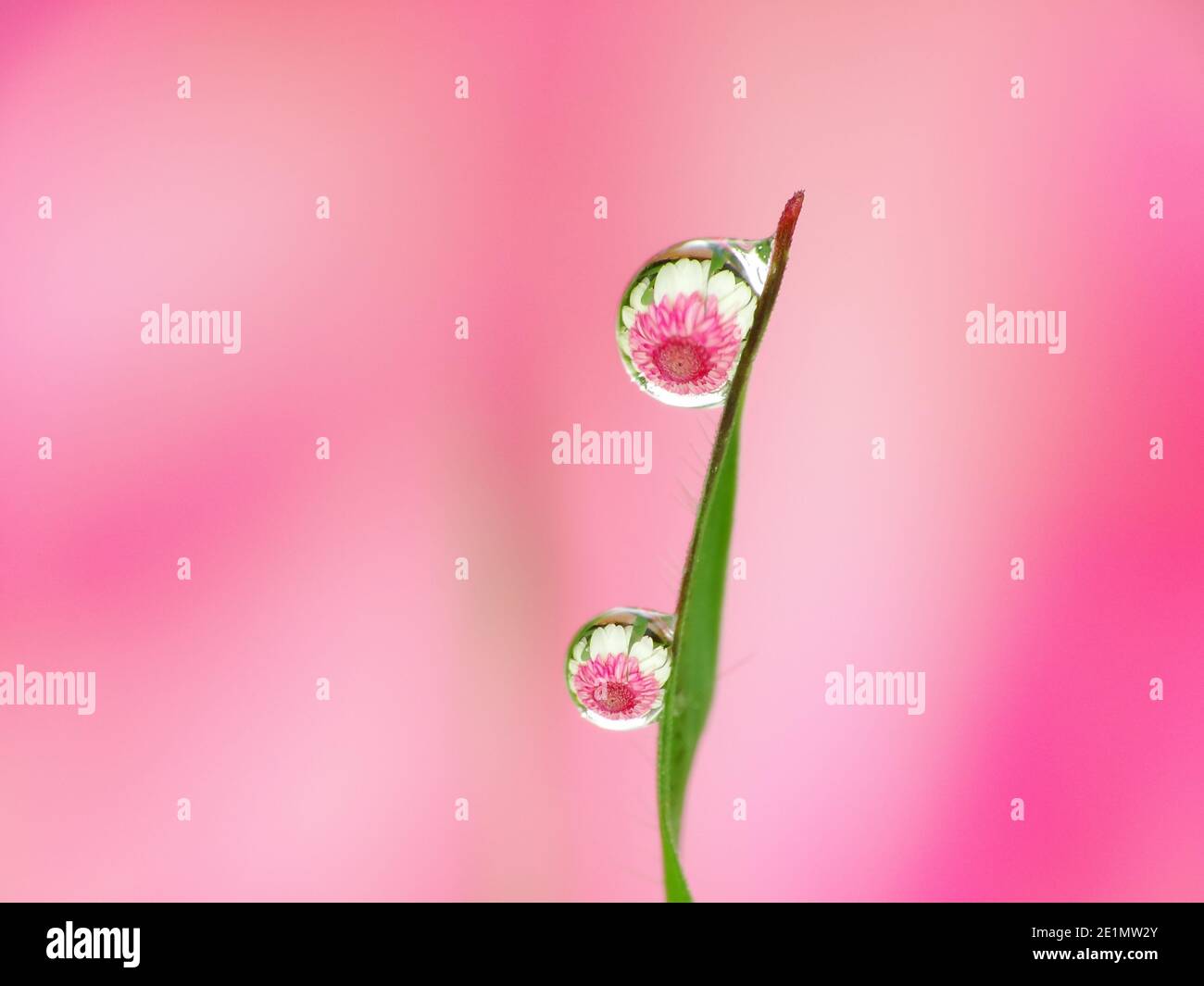 Riflesso del fiore all'interno gocce di rugiada Foto Stock