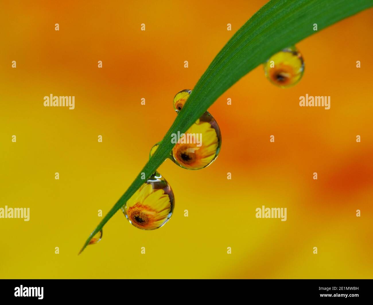 Riflesso del fiore all'interno gocce di rugiada Foto Stock