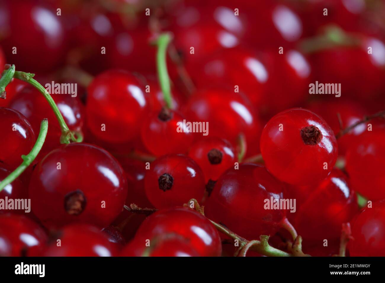 macro fotografia di bacche di ribes rosso fresco, sfondo riempito con molte bacche, fotografia alimentare Foto Stock