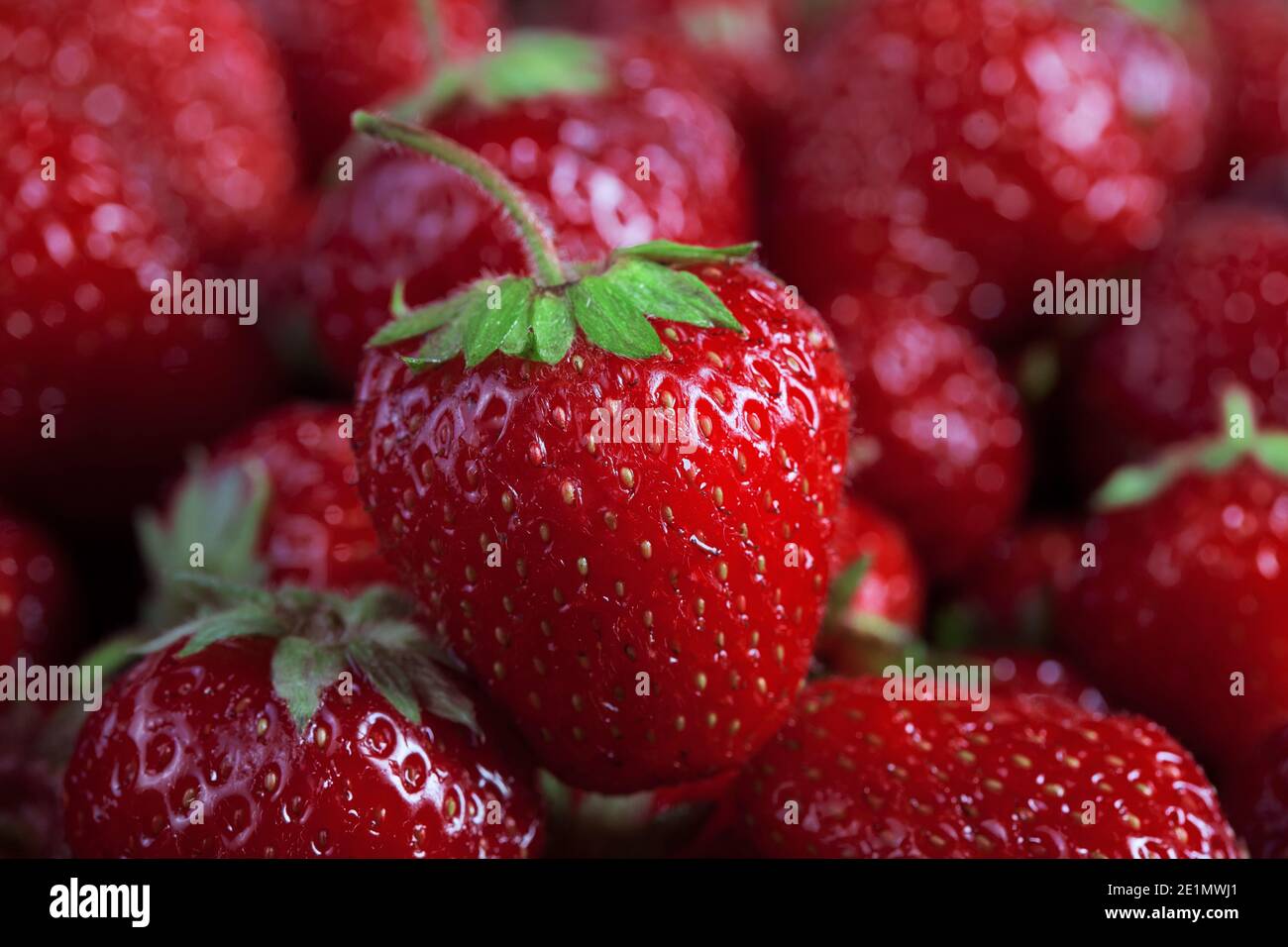 foto macro di fragole grandi e fresche mature contro molti sfondo di fragole sfocate, nessuno Foto Stock