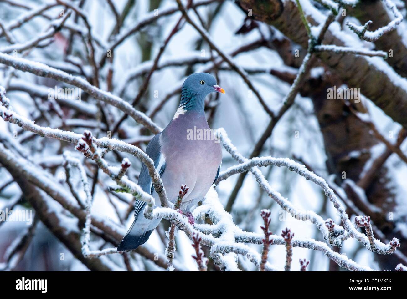 Il Pigeon di legno comune grandi specie nel dove e. Famiglia Pigeon arroccata nei rami innevati Foto Stock