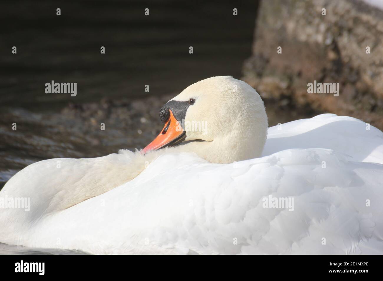 Scatto d'azione elevato di un cigno reale maschio bianco (Cygnus olor) in una postura minacciosa aggressiva, che allarga le ali per difendere il suo territorio sull'acqua Foto Stock