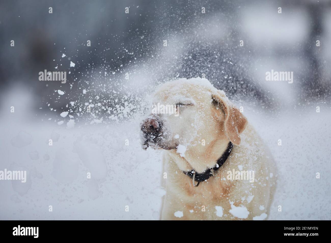 Divertente ritratto cane nella natura invernale. Labrador Retriever godendo di neve in polvere. Foto Stock