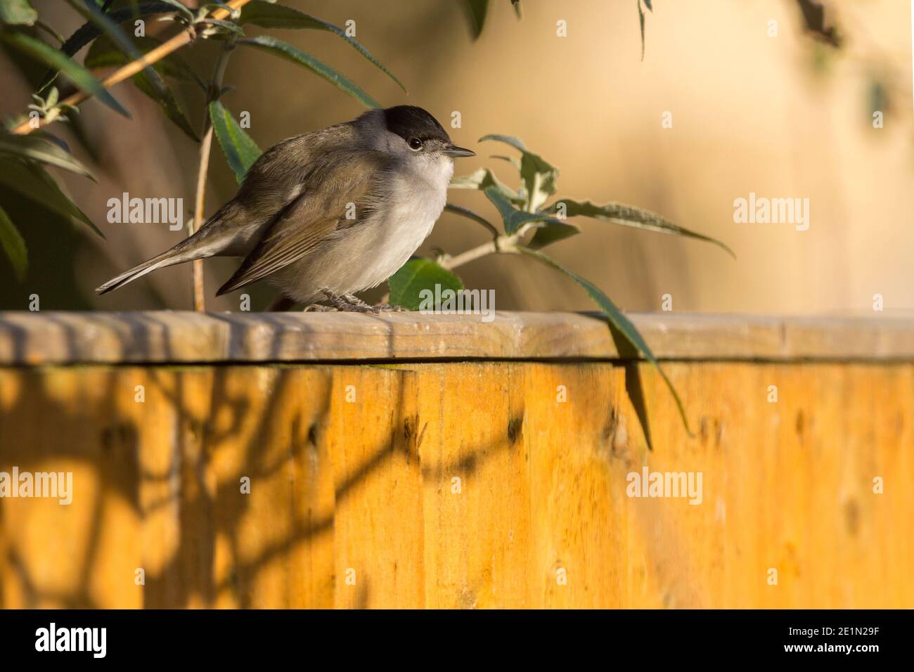 Berretto nero (Sylvia ricapilla) maschio inverno piumaggio grigio marrone parti superiori più pallidi parti inferiori e un Distintivo cappello nero appollaiato su recinzione nel mio giardino britannico Foto Stock