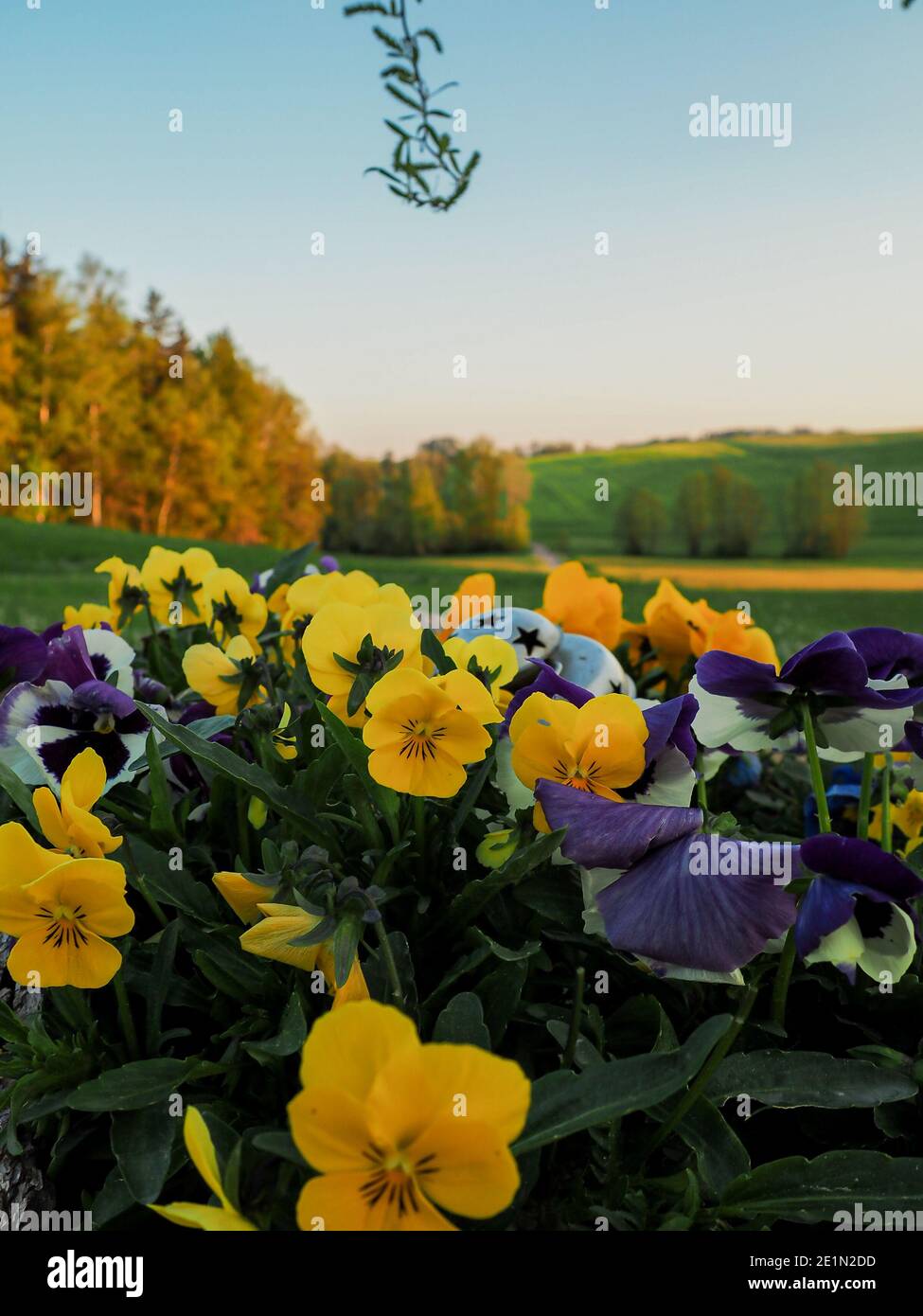 Viola odorata - Viola Mammola, inglese viola, viola comune o in giardino viola Foto Stock
