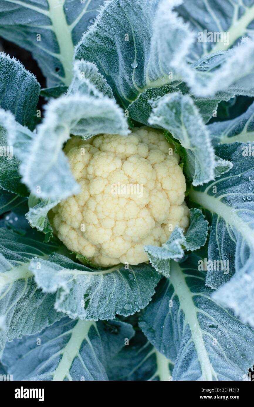 Brassica oleracea var. Botrytis. Gelo sul tardi Cripping Cauliflower 'Triomphant', pronto per la raccolta. Gennaio. REGNO UNITO Foto Stock