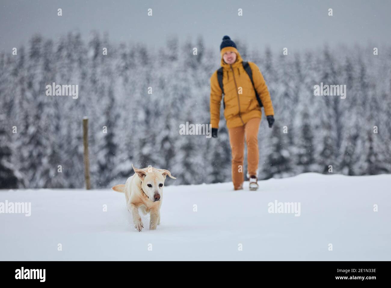 Giovane uomo con cane nella natura invernale. Labrador Retriever correre nella neve contro la foresta. Montagne di Jizera, Repubblica Ceca Foto Stock