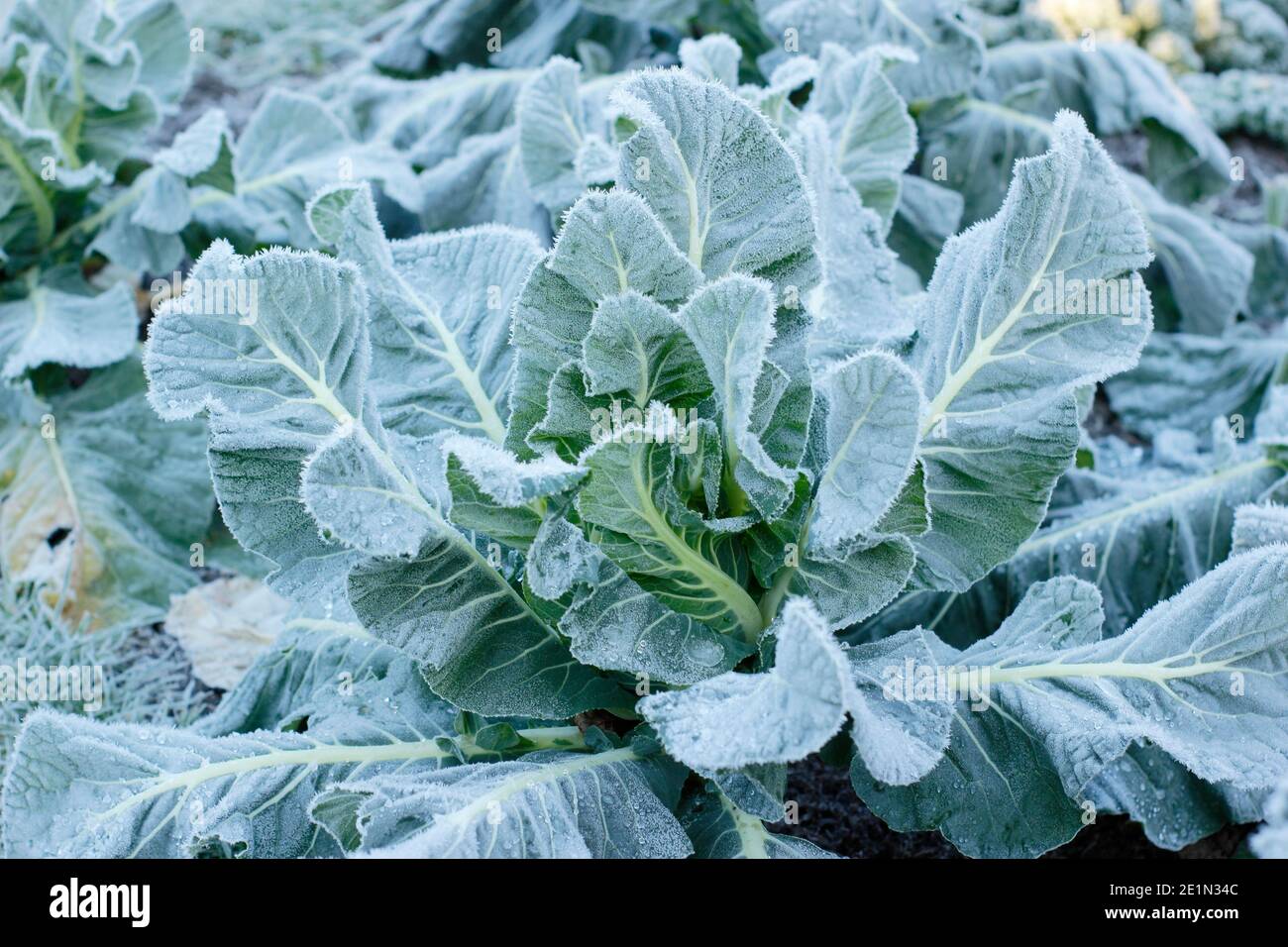 Brassica oleracea var. Botrytis' Triomphant'. Inverno coltivare cavolfiore coltivare in un patch vegetale domestico su una mattina gelosa. REGNO UNITO Foto Stock