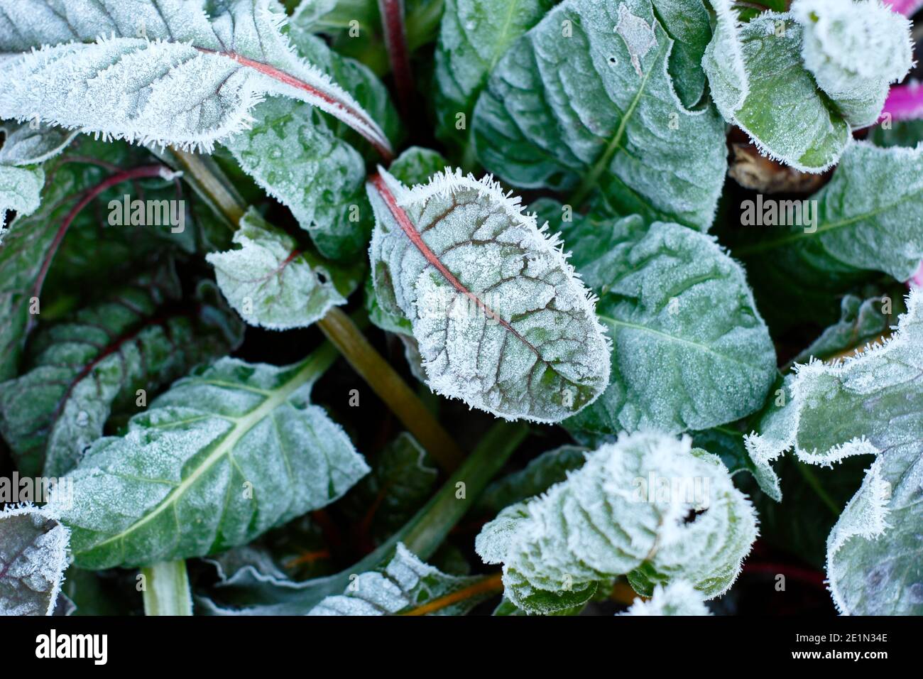 Swiss chard "Bright Lights" in gelo. Una brina pesante su un arcobaleno invernale duro in un giardino di cucina. REGNO UNITO Foto Stock