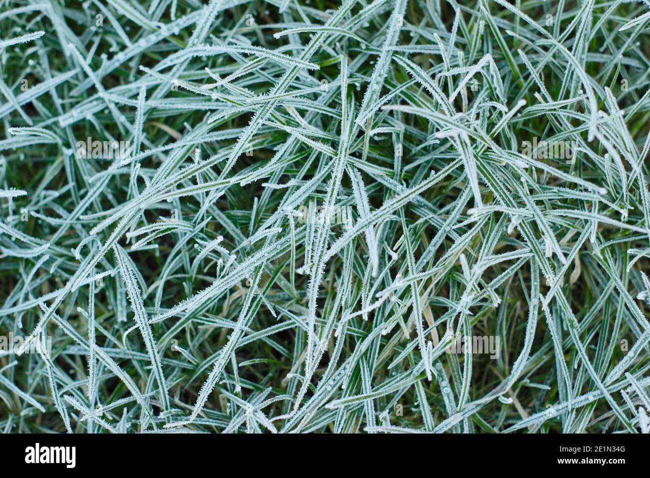 Erba gelida. Erba glassata su un prato domestico in inverno. Gennaio. REGNO UNITO Foto Stock