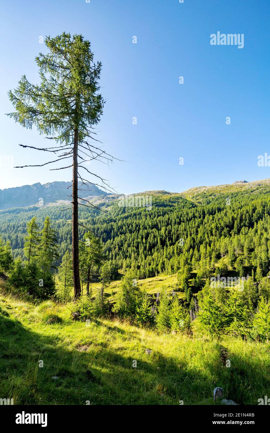 panorama alpino estivo con larve Foto Stock