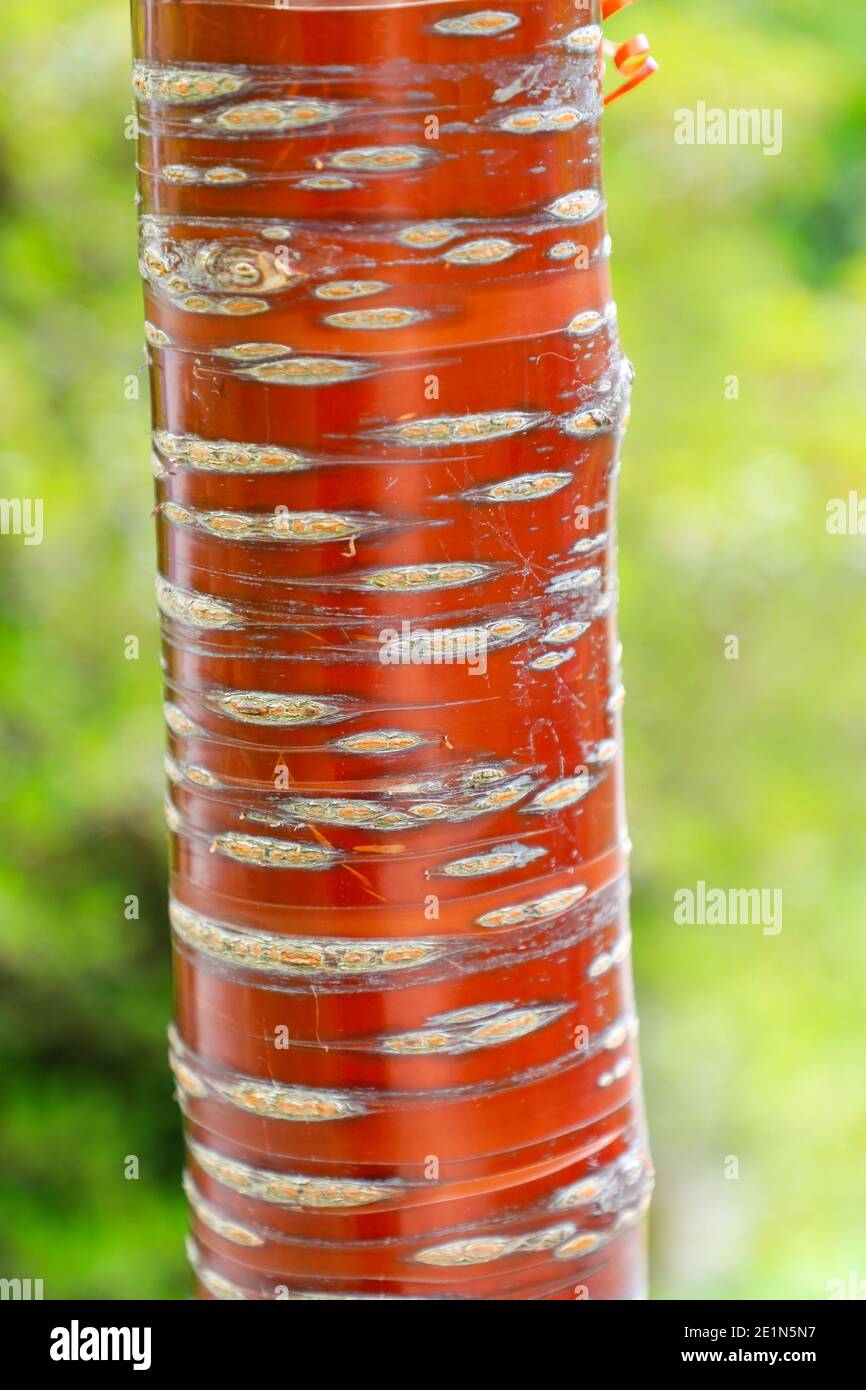 La corteccia rossa vivida di Prunus serrula, ciliegia di corteccia di betulla, ciliegia di birchbark, ciliegia di paperbark, o ciliegia tibetana, in primavera (maggio), Giardini Bodnant Foto Stock