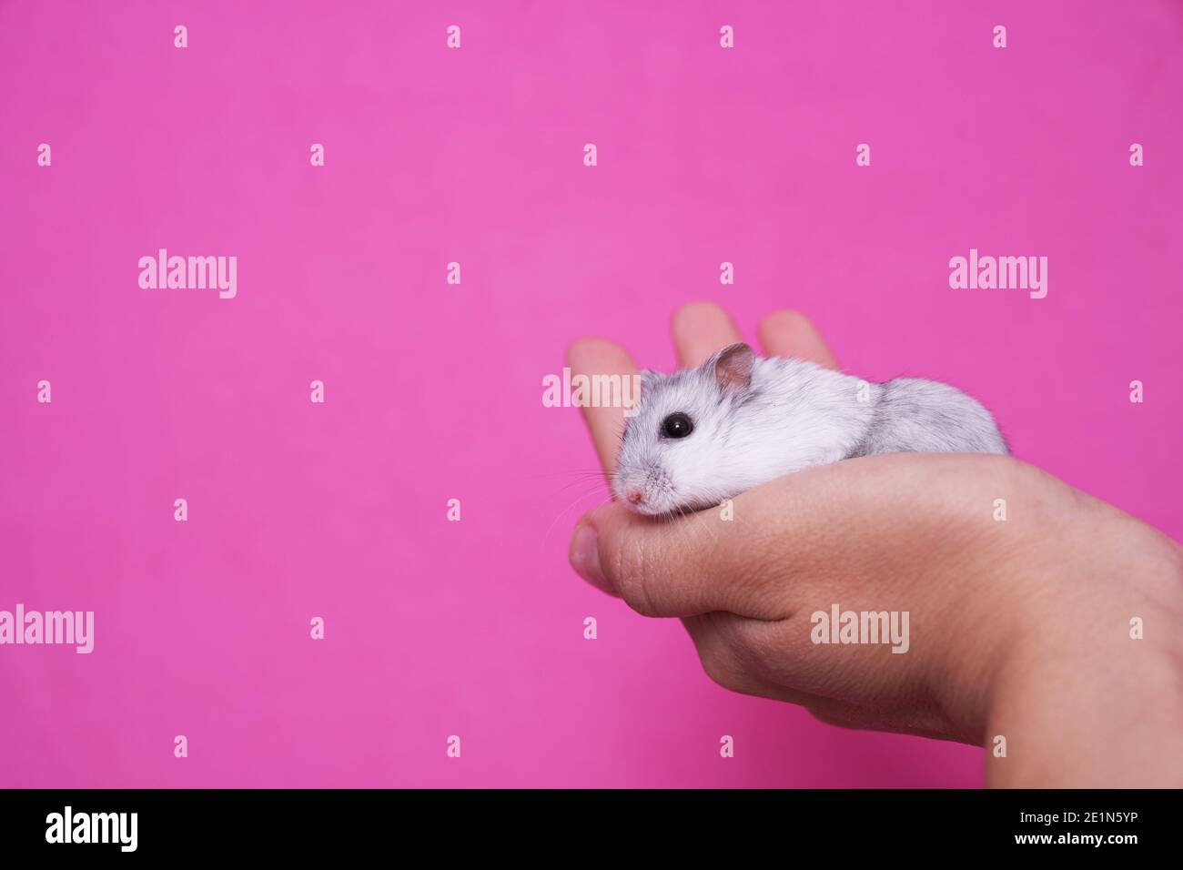 Mano che tiene un criceto Dzungarian bianco e grigio su un sfondo rosa Foto Stock