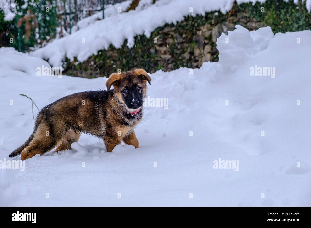 Cane cucciolo che gioca in neve fresca di polvere Foto Stock