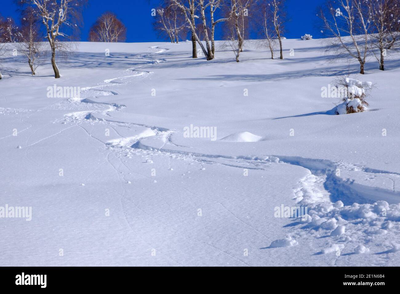 Traccia lasciata da uno sciatore di backcountry su neve fresca in polvere Foto Stock