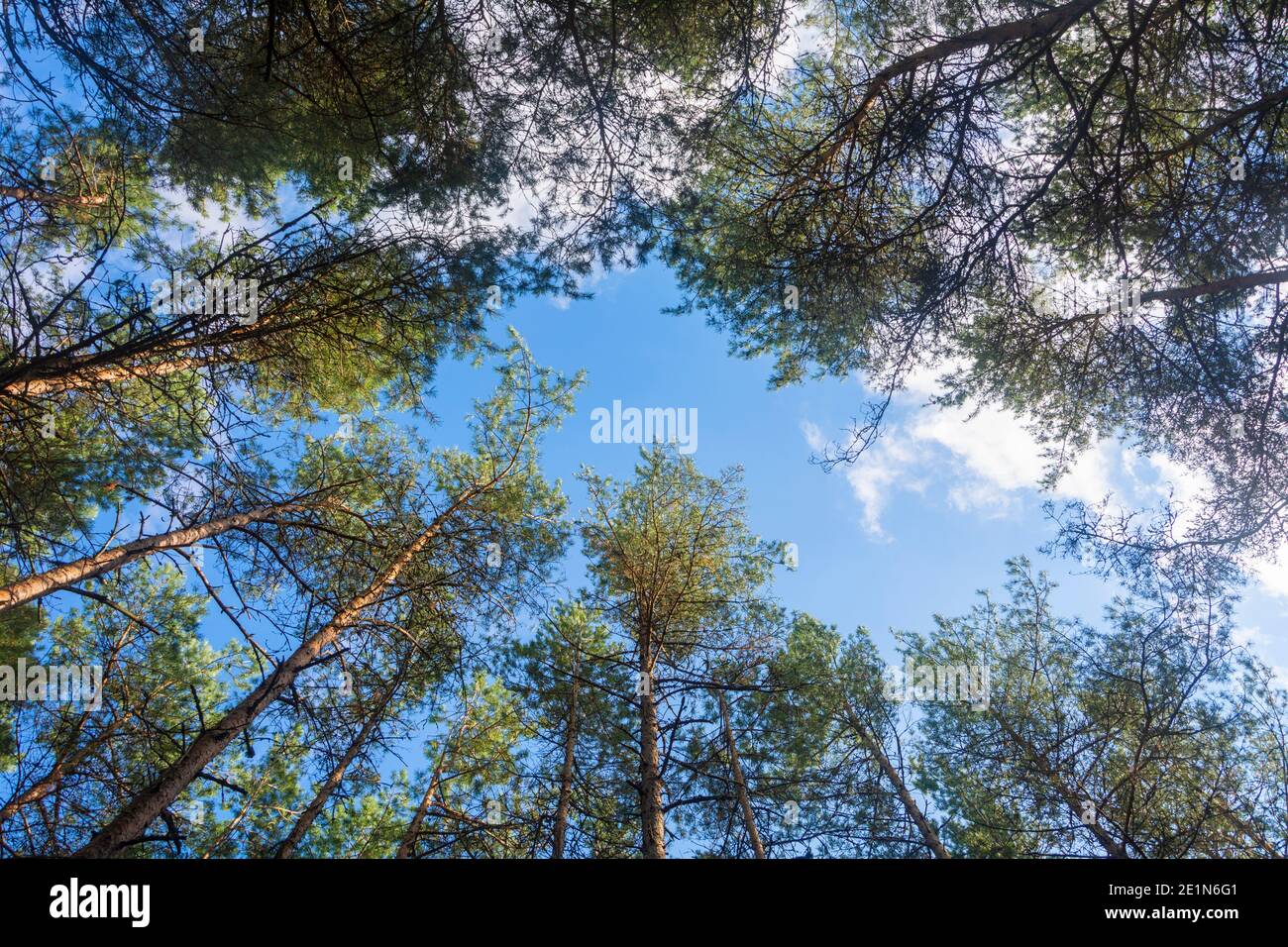 Alberi di conifere alti e vecchi nella foresta, vista dal basso. Messa a fuoco selettiva, sfondo blu del cielo. Foto Stock