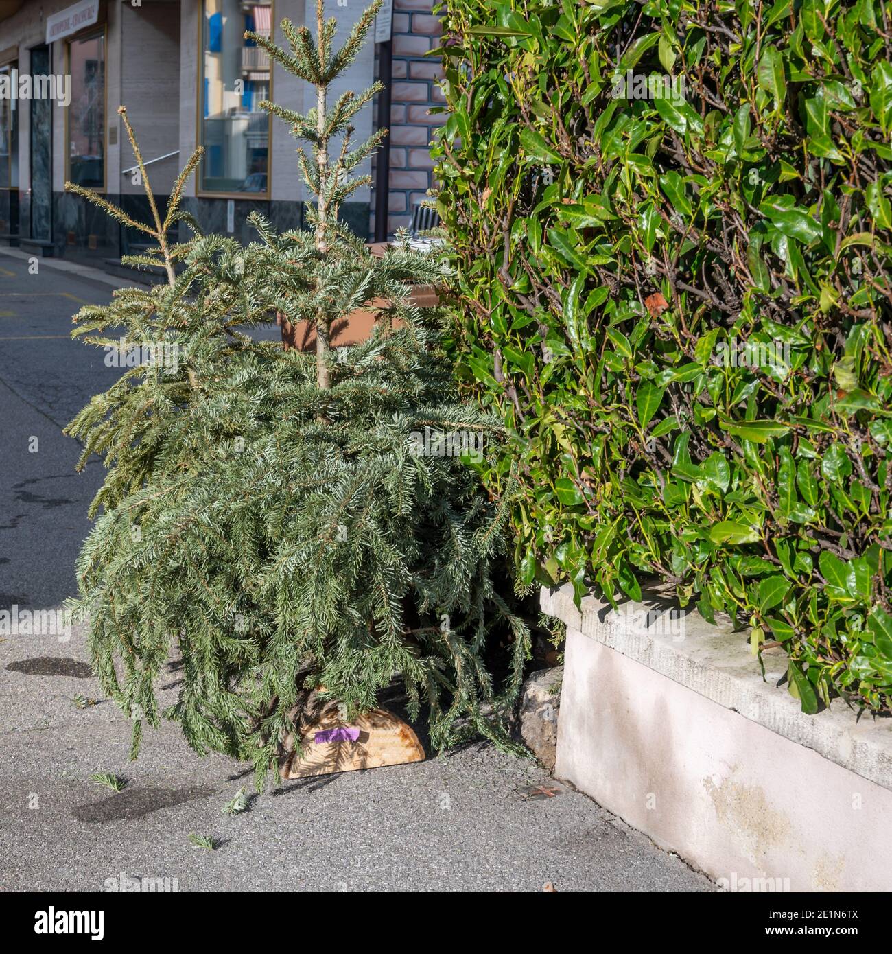 Losanna, Vaud, Svizzera - 07.01.2021:alberi di Natale abbandonati sul marciapiede dopo le vacanze. Foto Stock