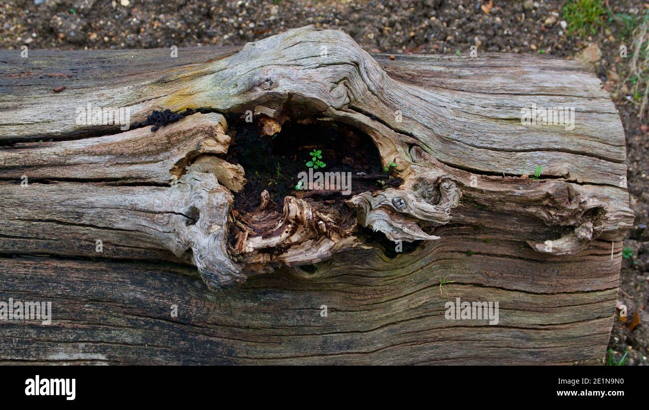 Vecchio tronco di albero che giace sulla terra con erbacce che crescono interno Foto Stock