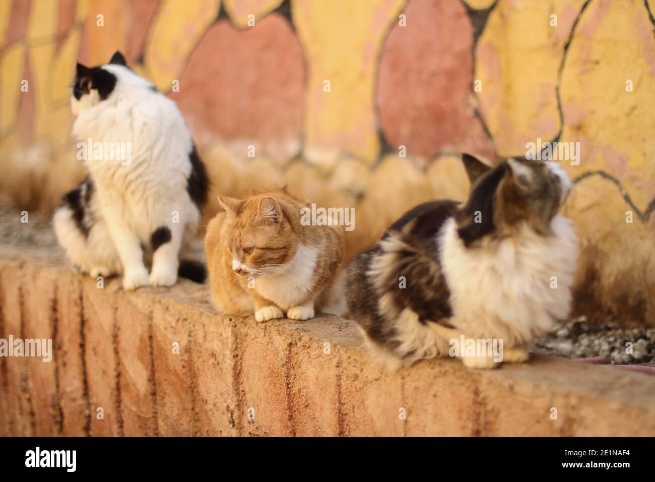 8 gennaio 2021: Le foto mostrano una riserva di animali istituita dall'Organizzazione siriana per il salvataggio degli animali nel villaggio di Azmarin nella campagna occidentale dell'Idlib, abitata da circa 150 gatti e 10 cani senza dimora che sono stati salvati dai bombardamenti del regime siriano. E i suoi alleati nei villaggi e nelle città della campagna meridionale di Idlib un anno fa. Credit: Moawia Abash/ZUMA Wire/Alamy Live News Foto Stock