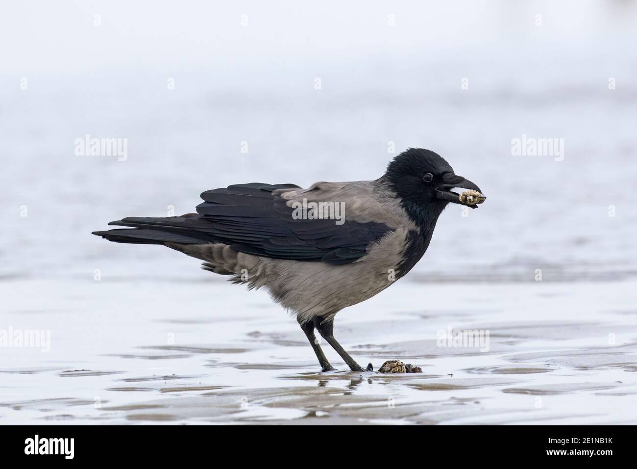 Corvo con cappuccio dell'Europa settentrionale (Cornix cornix corvus/cornix corvus corone) mangiare cozze sulla spiaggia Foto Stock