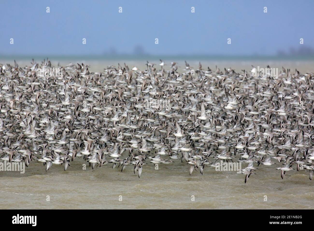 Nodi rossi (Calidris canutus / Tringa canutus ) enorme nodo rosso in volo in un piumaggio non-riproduttore volare sul mare in inverno lungo la costa Foto Stock