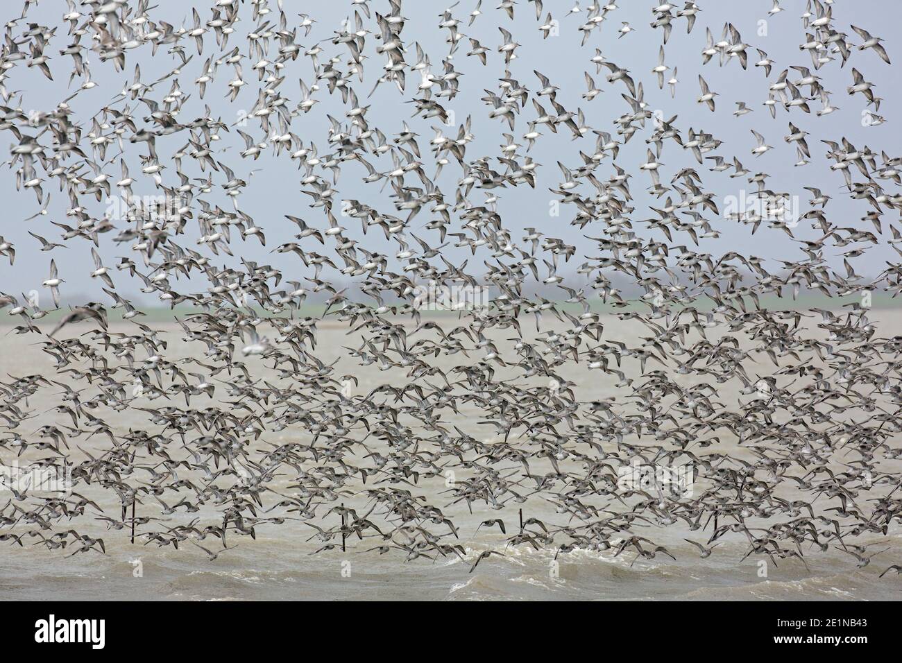 Nodi rossi (Calidris canutus / Tringa canutus ) enorme nodo rosso in volo in un piumaggio non-riproduttore volare sul mare in inverno lungo la costa Foto Stock