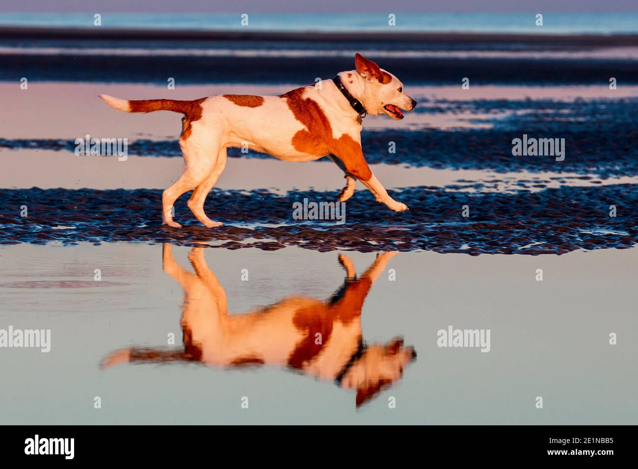 Cani sulla spiaggia all'Isola di Palms, S.C. al tramonto. Foto Stock