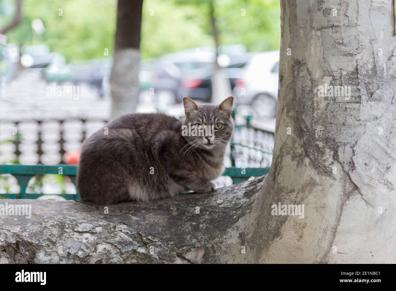 Il gatto di strada giace su un tubo di cemento. Lo sfondo è sfocato. Primo piano. Foto Stock