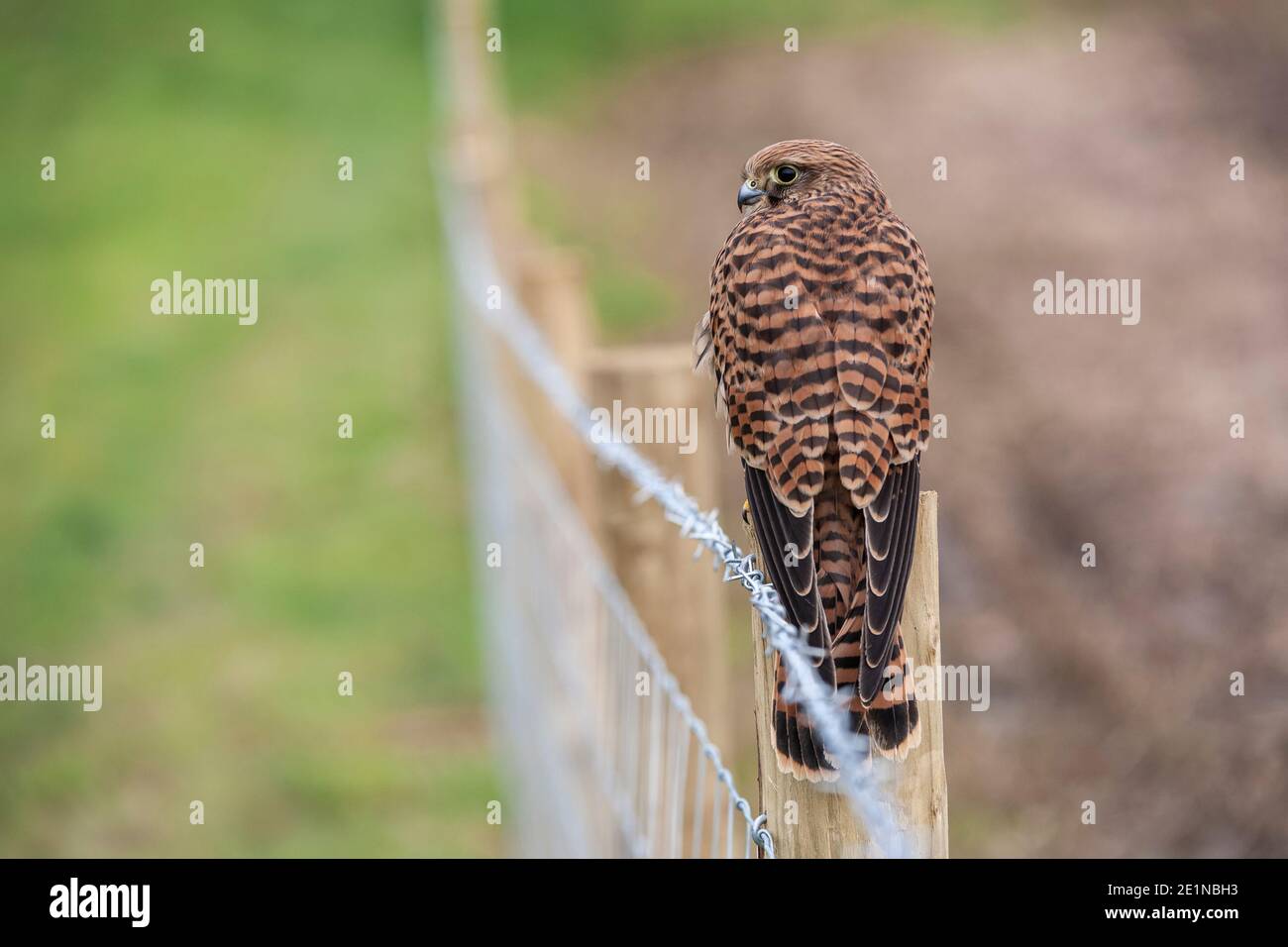 Gheppio comune (Falco tinnunculus) femmina, controllato, Cumbria, UK Foto Stock