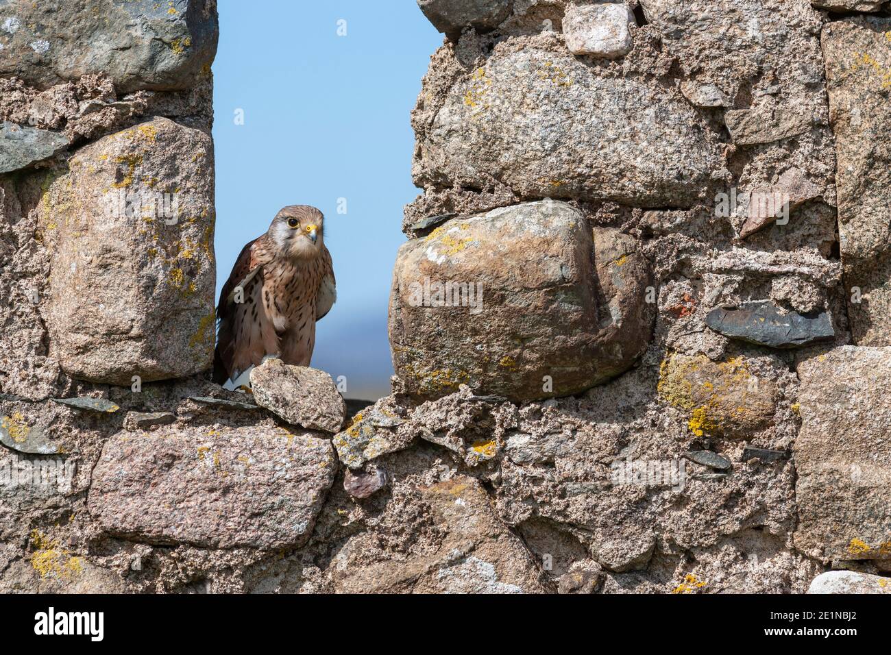 Gheppio comune (Falco tinnunculus), controllato, Cumbria, UK Foto Stock
