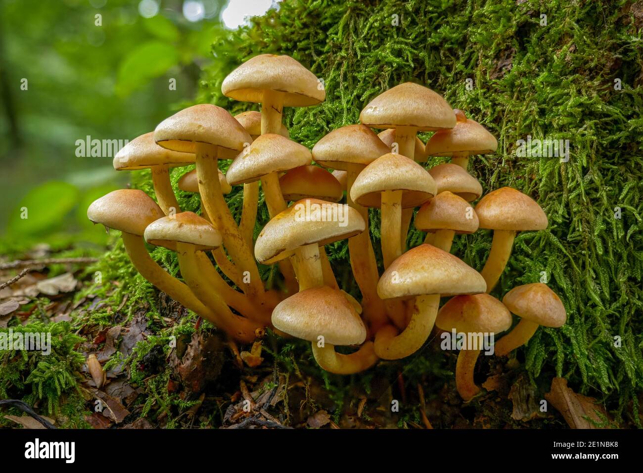Fungo nella foresta, ciuffo di zolfo o legno di legno di legno di cluster (Hypholoma fasciculare), Baviera, Germania, Europa), Baviera, Germania, Europa Foto Stock