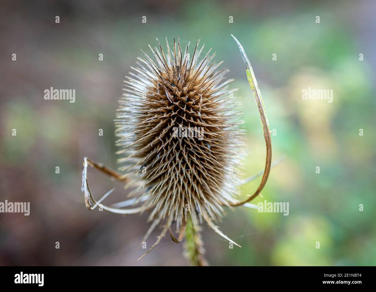 Teasels selvaggi (Dipsacus fullonum) in autunno, cielo blu, Baviera, Germania, Europa Foto Stock