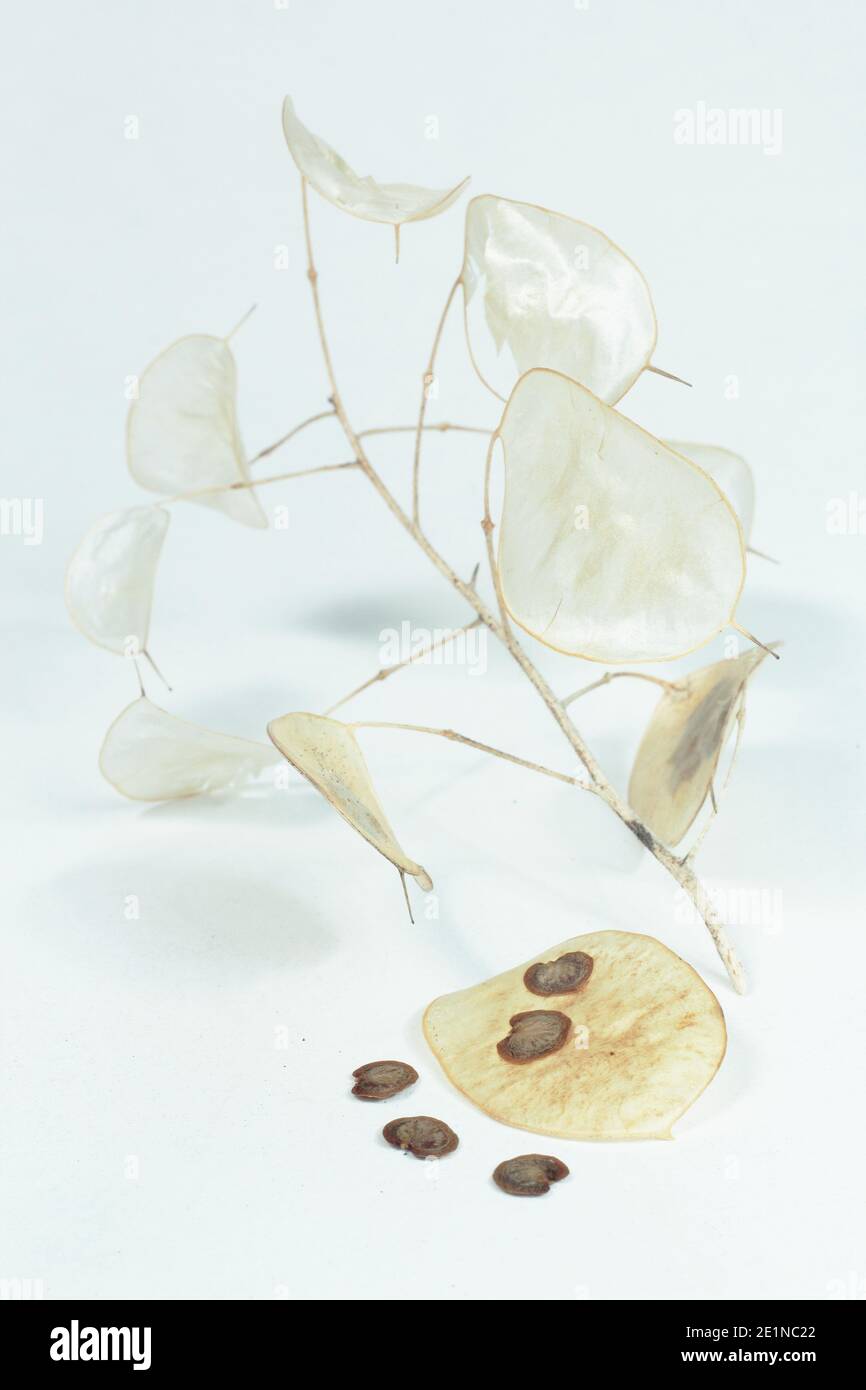 Teste di seme di onestà isolate su uno sfondo bianco. Lunaria annua. Foto Stock