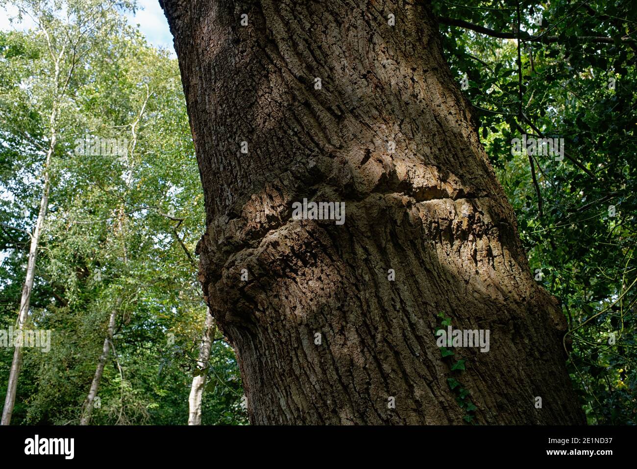 Albero di olmo con una spaccatura nella corteccia sul Tronco simile a "barba ad albero" Foto Stock