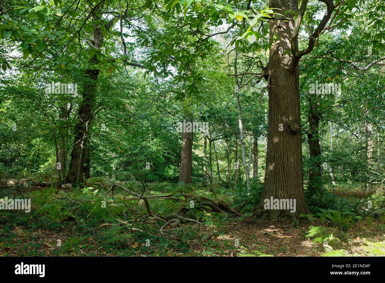 Campagna inglese verde e tranquilla con un tocco di autunno rosso Foto Stock
