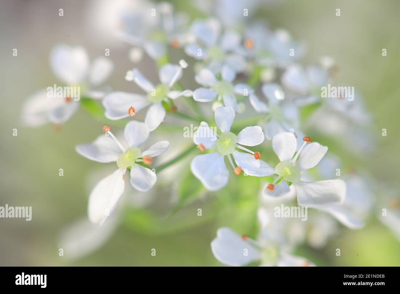 Anthrisco sylvestris, noto come prezzemolo di mucca, chervene selvatico o prezzemolo con becco selvatico Foto Stock