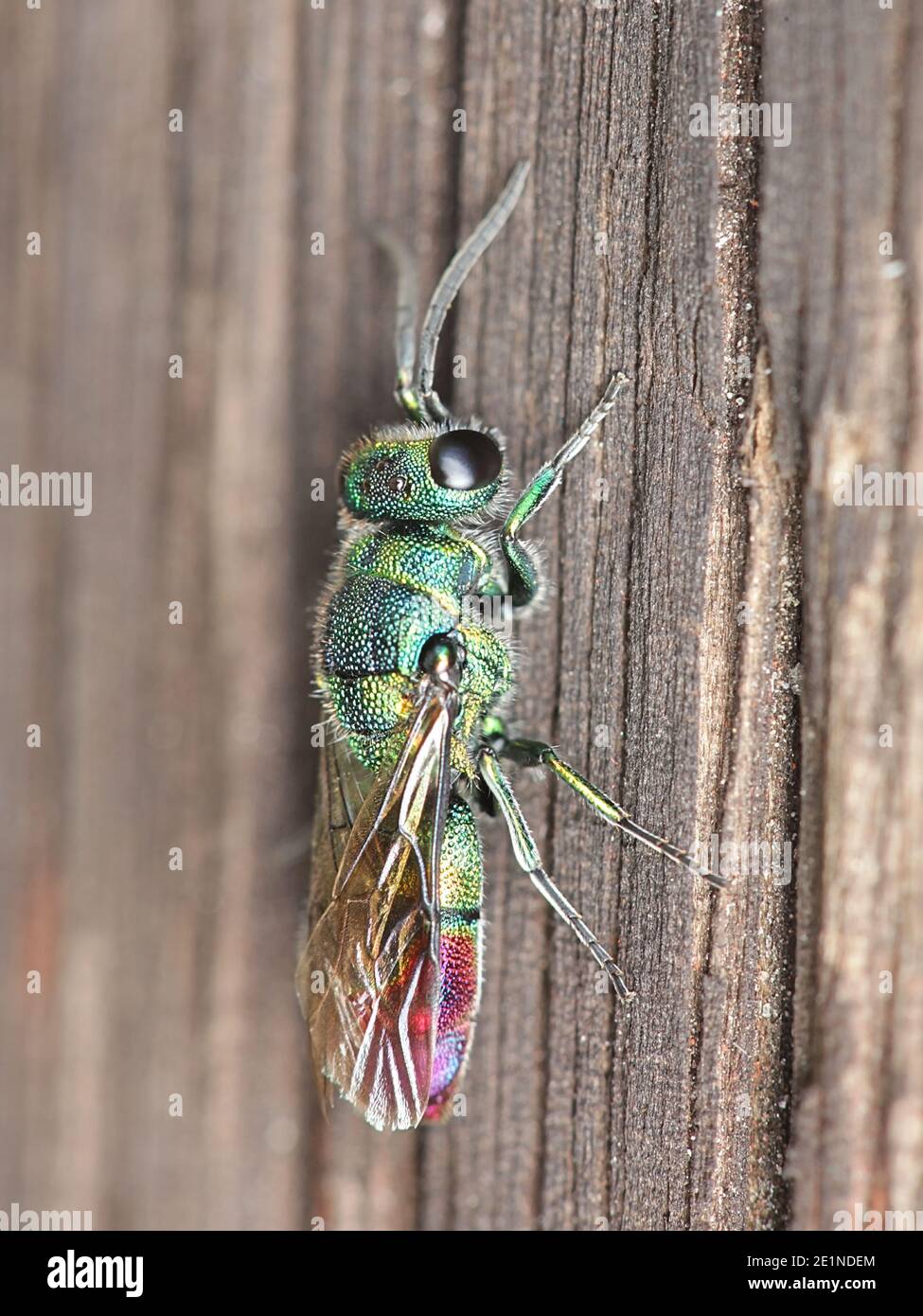 La vespa a cucù, chiamata anche vespa smeraldo, un insetto colorato della famiglia Imenopteran Chrysidididididae Foto Stock