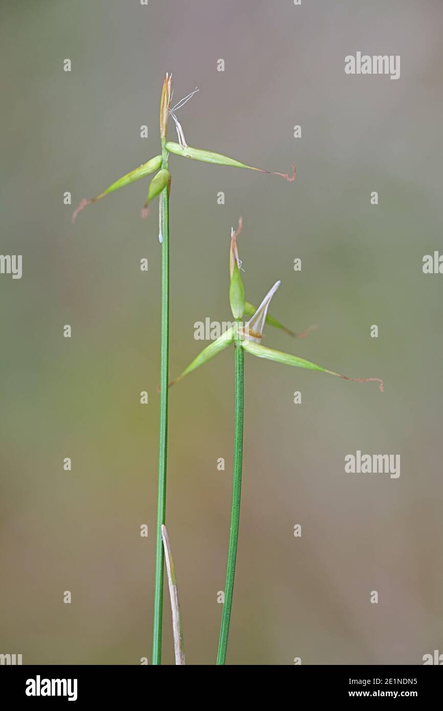 Carex pauciflora, comunemente noto come siepe a pochi fiori Foto Stock