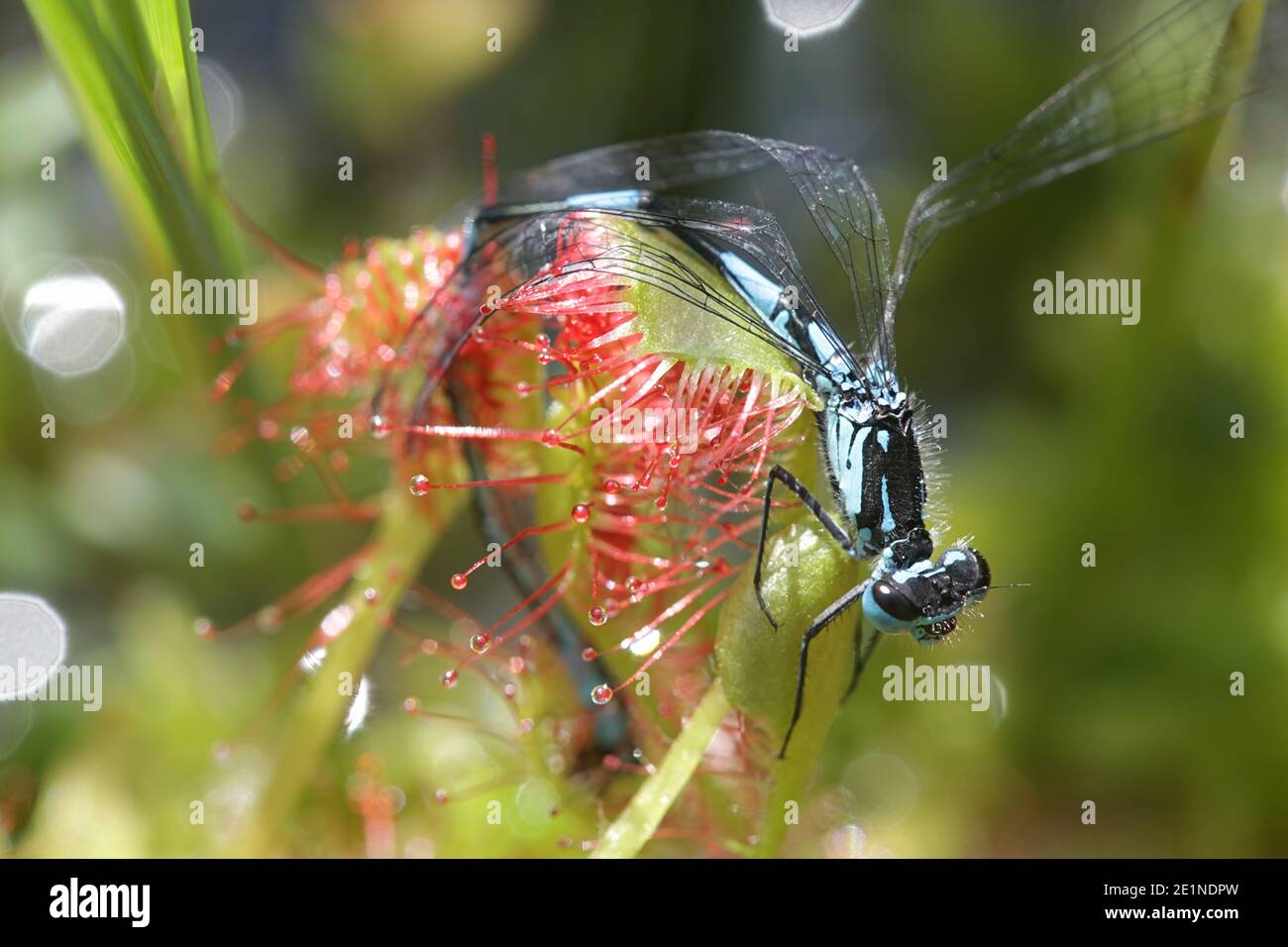 La rugiada in foglie tonde, la rotundifolia di Drosera, e la variabile bluet, Coenagrion pulchellum, come sua preda Foto Stock